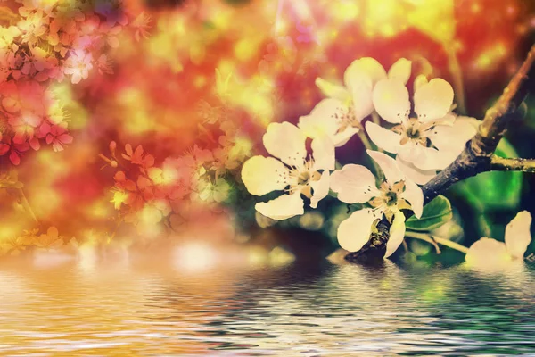 Blommande Grenäpple Ljusa Färgglada Vårblommor — Stockfoto