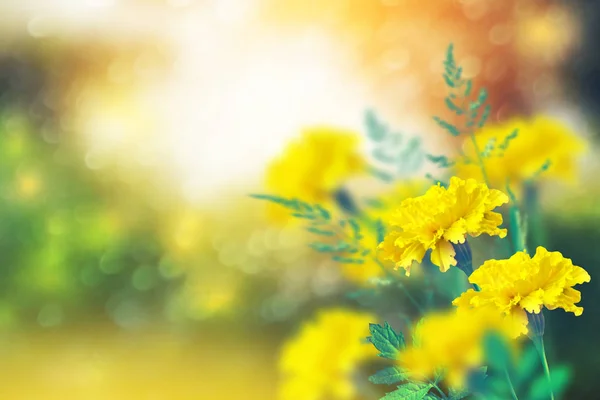 Leuchtende Und Bunte Blumen Ringelblumen Herbstlandschaft — Stockfoto