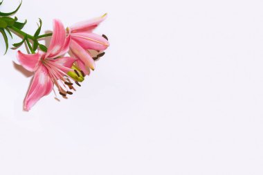 Beyaz arka plan üzerinde izole parlak lily çiçek.