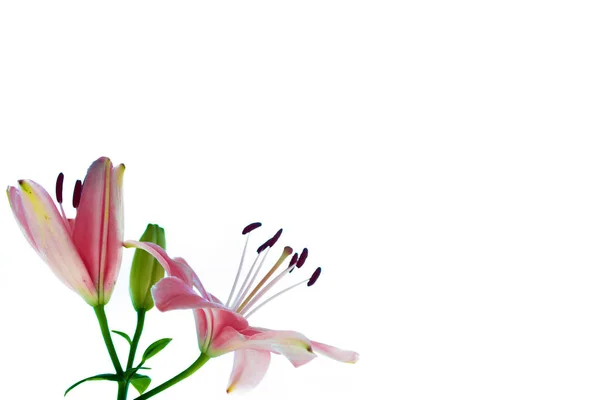 孤立在白色背景上的明亮百合花 — 图库照片