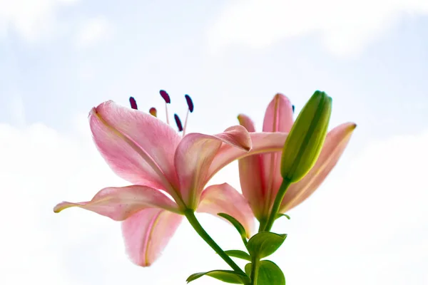 夏の風景の背景に色とりどりの美しい花ユリ — ストック写真