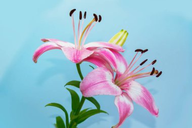 Yaz manzara arka plan üzerinde renkli güzel çiçekler lily.