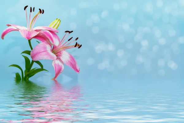 Färgglada Vackra Blommor Lily Bakgrund Sommar Landskap — Stockfoto