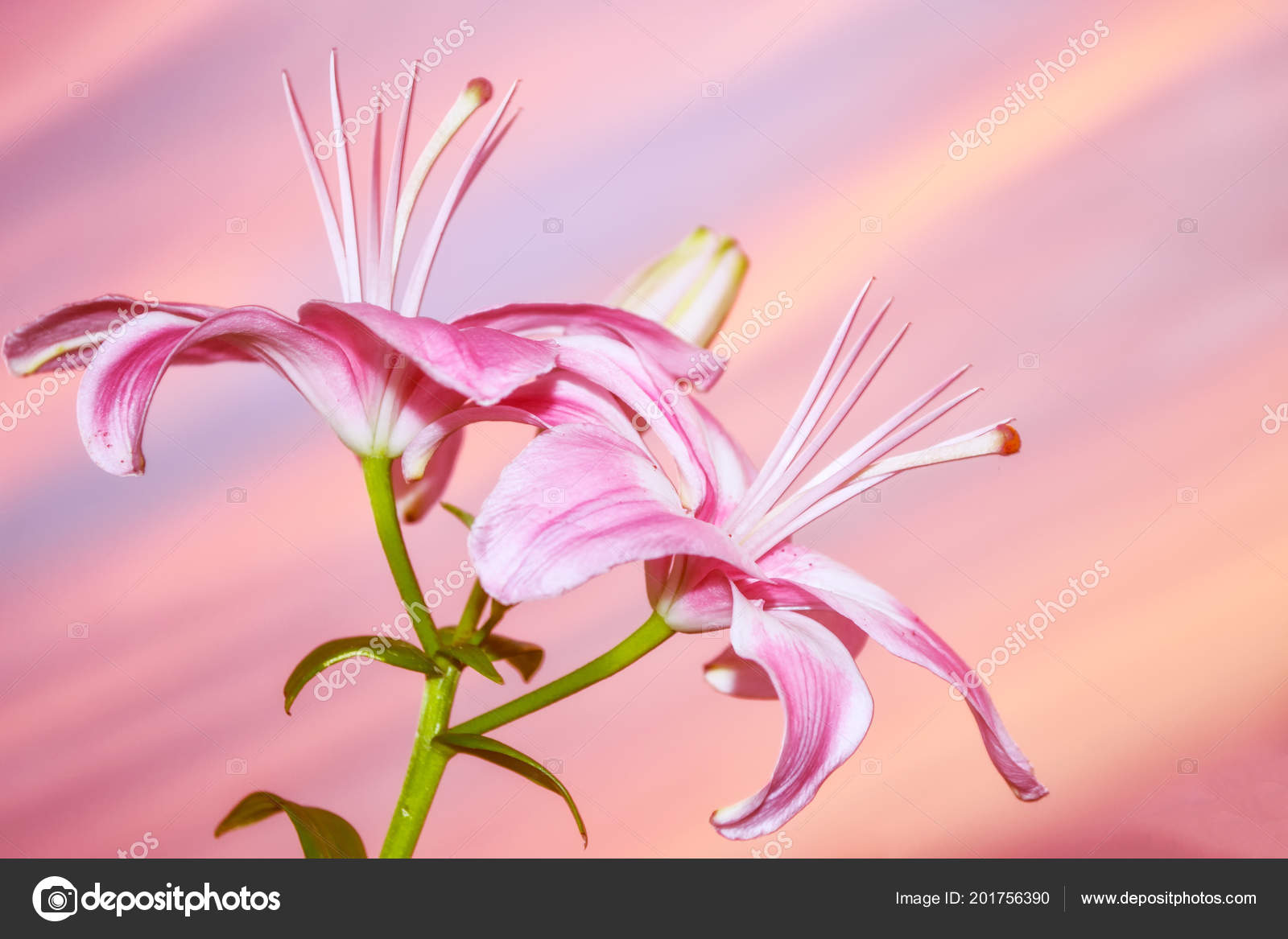 七彩美丽花朵莉莉的夏日风景背景 图库照片 C Alenalihacheva 七彩美丽花朵莉莉的夏日风景背景 图库照片 C Alenalihacheva