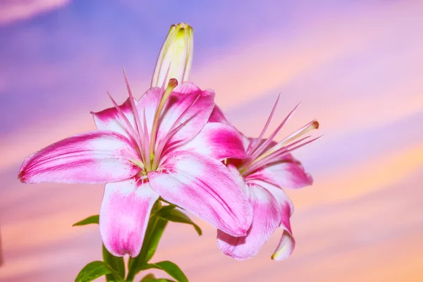 夏の風景の背景に色とりどりの美しい花ユリ — ストック写真