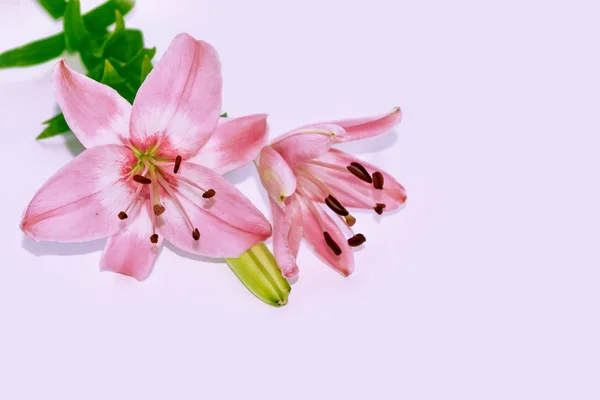 Яскраві Барвисті Квіти Лілії Натуральний Квітковий Фон — стокове фото