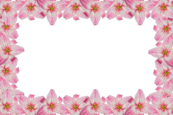 Heldere Lelie Bloemen Geïsoleerd Witte Achtergrond — Stockfoto