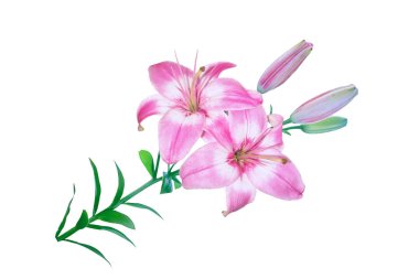 Beyaz arka plan üzerinde izole parlak lily çiçek.