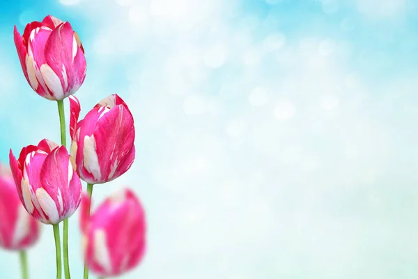 亮丽多彩的花朵郁金香的春天风景背景 — 图库照片