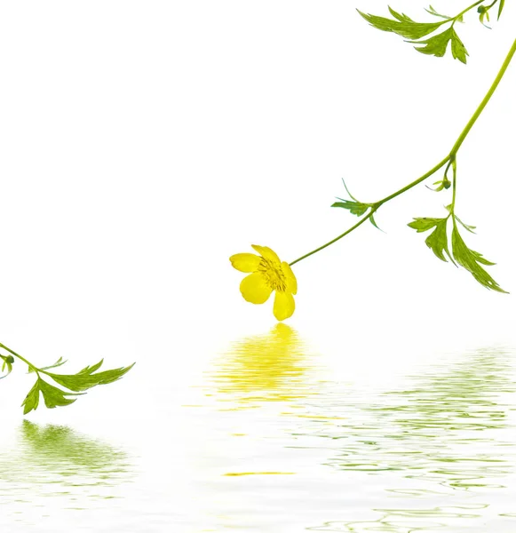 Yellow Wildflowers Buttercup Isolated White Background — Stock Photo, Image
