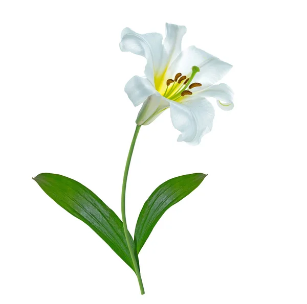 Bright Lily Flowers Isolated White Background — Stock Photo, Image