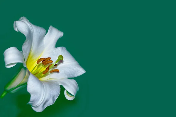 鲜艳的百合花 自然花卉背景 — 图库照片