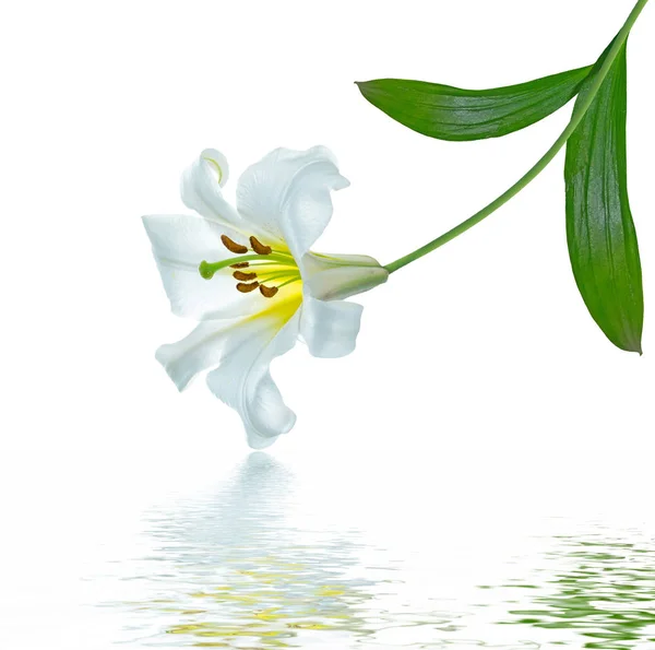 Flores Lirio Brillante Aisladas Sobre Fondo Blanco — Foto de Stock