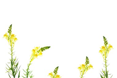 Beyaz arka plan üzerinde izole kır çiçeği aslanağzı