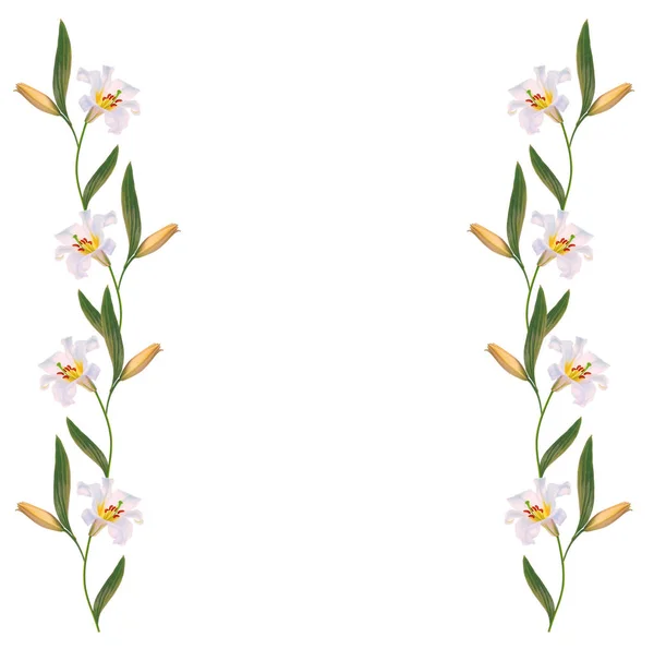 Ljusa Lily Blommor Isolerad Vit Bakgrund — Stockfoto
