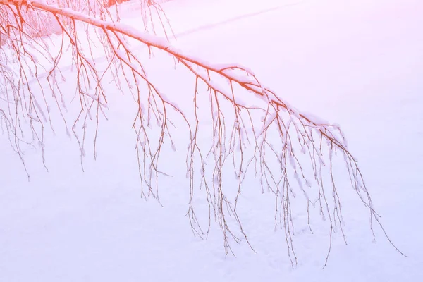 Пятно Замороженный Зимний Лес Заснеженными Деревьями — стоковое фото