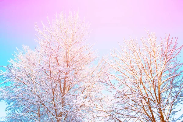 Oskärpa Vinterfrusen Skog Med Snötyngda Träd — Stockfoto