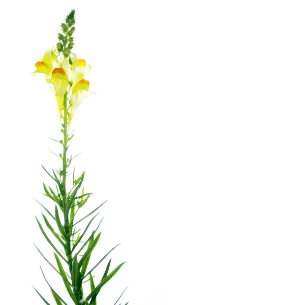 Beyaz Arka Plan Üzerinde Izole Kır Çiçeği Aslanağzı — Stok fotoğraf