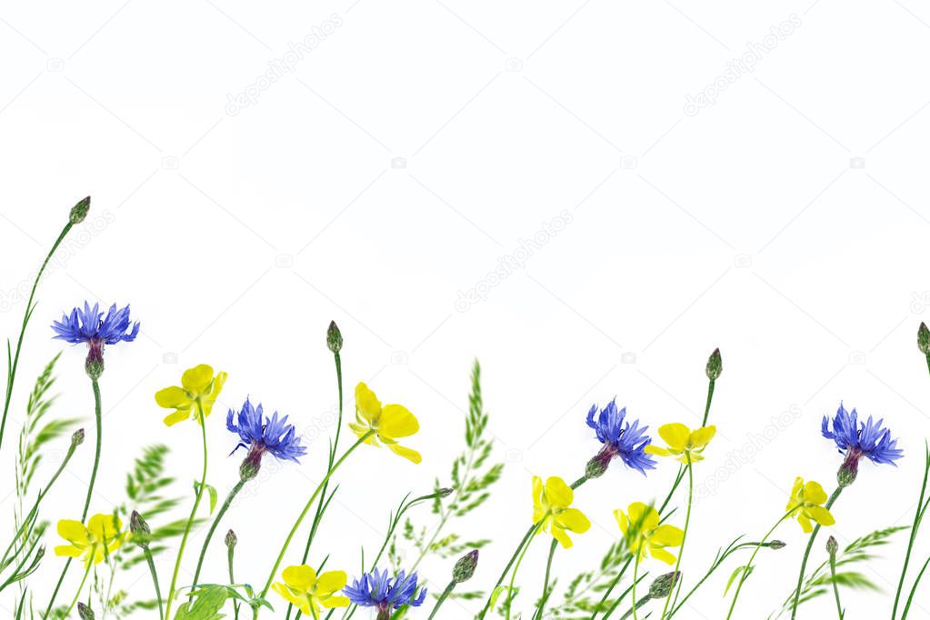 Wild flower cornflower isolated on white background