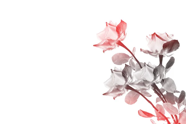 Blütenknospen Rosen Auf Weißem Hintergrund — Stockfoto