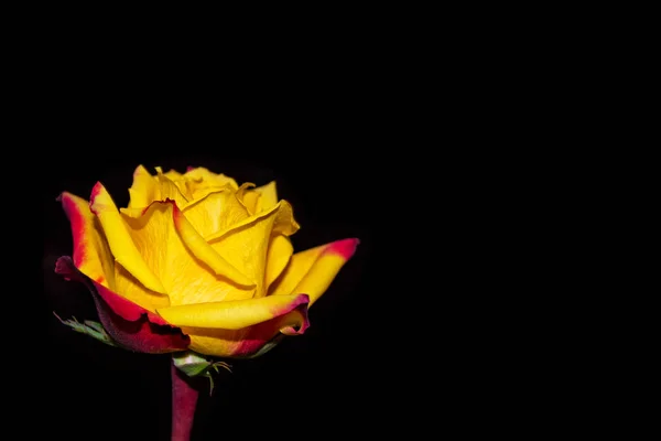 Rosas Capullo Sobre Fondo Negro —  Fotos de Stock