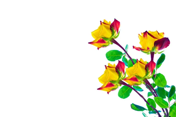 Çiçek Tomurcuk Gül Beyaz Bir Arka Plan Üzerinde — Stok fotoğraf