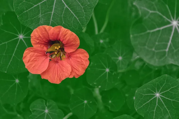 Heldere Nasturtium Bloemen Met Groene Kleurrijke Bladeren — Stockfoto