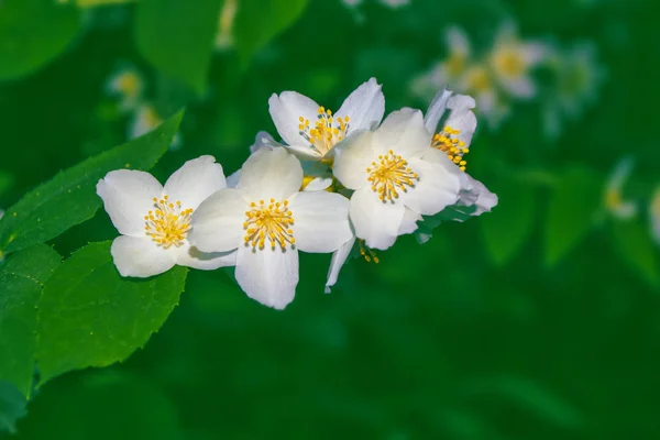 Jazmín Blanco Rama Delicadas Flores Primavera —  Fotos de Stock