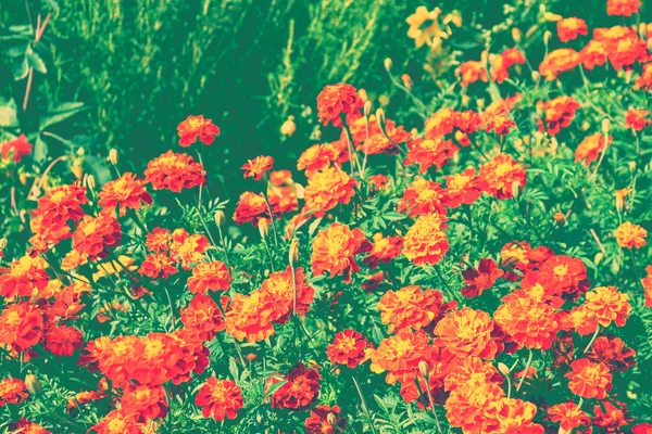 万寿菊明亮鲜艳的花朵 秋季景观 — 图库照片
