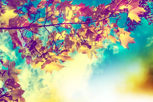 Sonbahar Manzara Ile Parlak Renkli Yaprak Pastırma Yazı — Stok fotoğraf