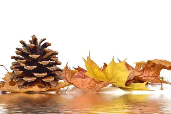 Světlé Barevné Podzimní Listí Bílém Pozadí — Stock fotografie