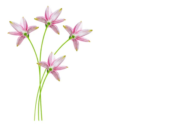 Bright Lily Flowers Isolated White Background — Stock Photo, Image