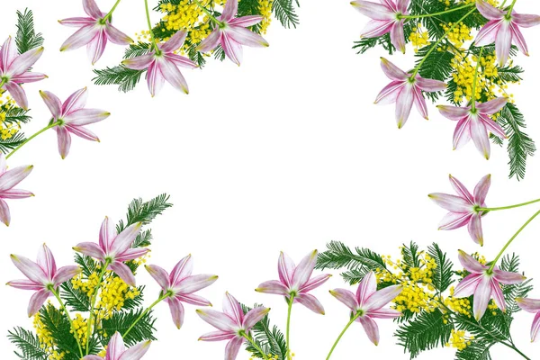 Strauch Von Gelben Frühlingsblumen Mimosen Isoliert Auf Weißem Hintergrund — Stockfoto