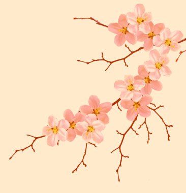 Çiçekli pembe bir arka plan üzerinde izole kiraz Şubesi. 