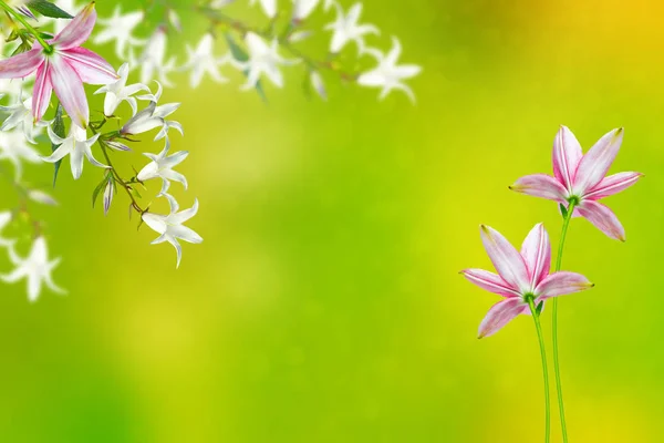 Florale Achtergrond Met Heldere Lente Bloemen Klokken — Stockfoto