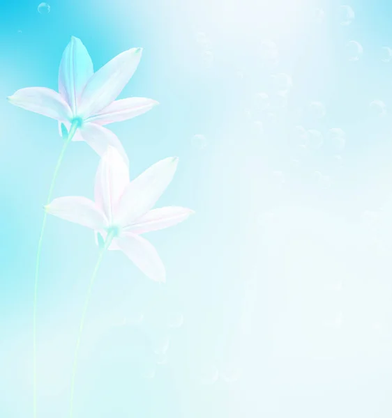 Барвисті Квіти Лілії Фоні Літнього Пейзажу — стокове фото
