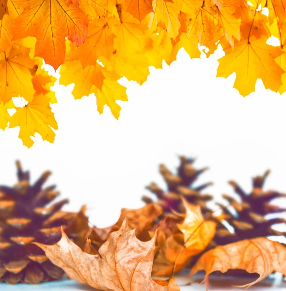 Heldere Kleurrijke Herfstbladeren Een Witte Achtergrond — Stockfoto