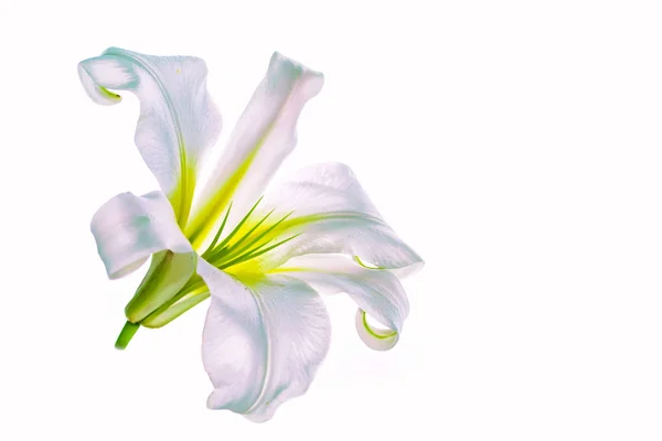 Fleurs Lys Lumineux Isolées Sur Fond Blanc — Photo