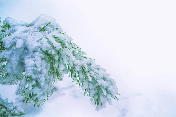 Forêt Hiver Gelée Avec Arbres Enneigés — Photo