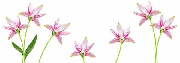 Beyaz Arka Plan Üzerinde Izole Parlak Lily Çiçek — Stok fotoğraf