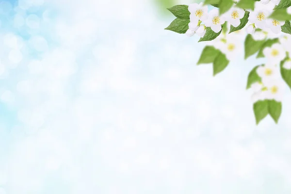 白ジャスミン 枝先の繊細な春の花 — ストック写真
