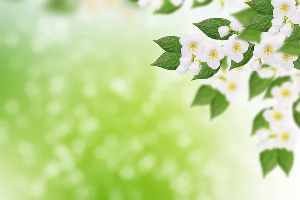 Weißer Jasmin Der Zweig Zarte Frühlingsblumen — Stockfoto