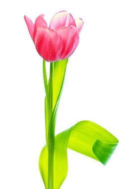 bahar çiçekleri beyaz arkaplanda izole laleler. 