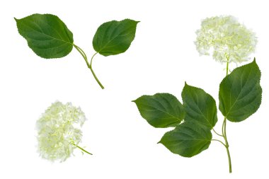 Doğal çiçek geçmişi var. Beyaz arkaplanda izole edilmiş parlak renkli ortanca çiçekleri.