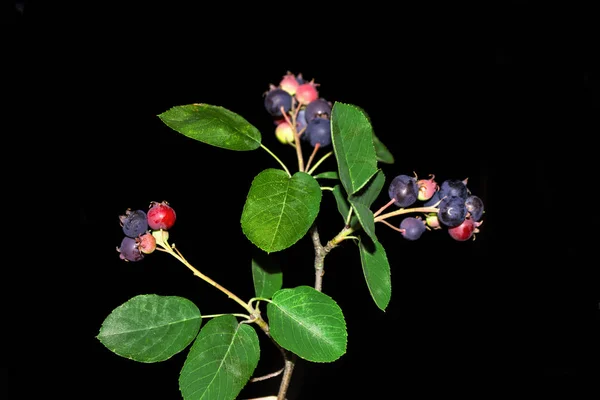 Juneberry 成熟浆果枝在夏天风景的背景下 — 图库照片