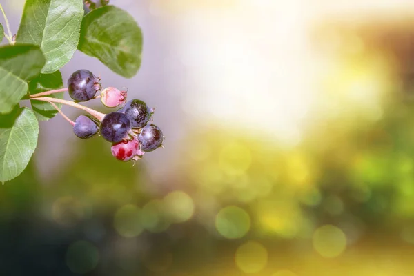 Apfelbeeren Zweig Reifer Beeren Vor Dem Hintergrund Der Sommerlichen Landschaft — Stockfoto