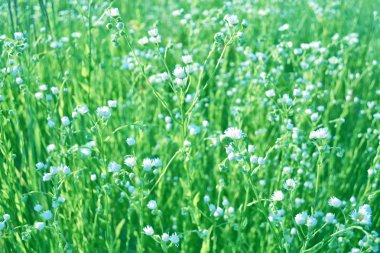 Bulanık. Parlak papatya çiçekler yaz manzara arka plan üzerinde beyaz.