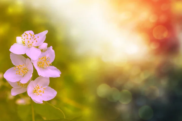 白色茉莉花 这枝娇嫩的春花 — 图库照片