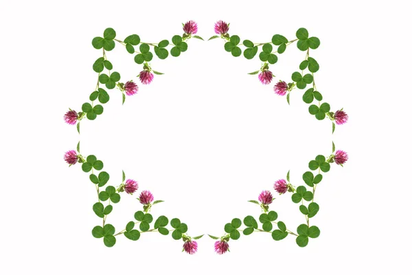 Rózsaszín Virág Lóhere Elszigetelt Fehér Background — Stock Fotó