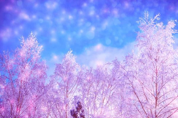 Frozen Winter Forest Snow Covered Trees — Stock Photo, Image